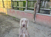 Kc Weimaraner