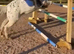 13.1hh spotted pony jumps and perfect lead rein