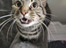 2-Year-Old Tabby Cat Looking for a Quiet, Loving Home