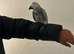 African Grey Tamed & Talking