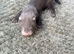 9 ferret kits