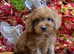 F1 small mini cockapoos various colours 30 dna health tested clear