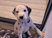 Dalmatian puppies