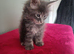 Tica Registered Maine coon kittens