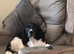 2 English springer spaniels left now