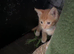 Rear ginger girl Kitten beautiful