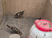 Mrs. Hume's pheasant for sale