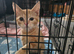 Ginger female kitten