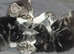 Home raised kittens very frienly