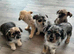 Cute puppys