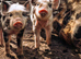 Male & female Kune Kune pigs available