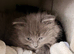 Adorable 7-week-old kittens ready for loving home