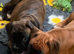 Pedigree female boxer puppy