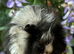 Guinea pig boys