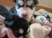 Malxhuskie pups