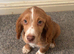 12 week old cocker spaniel