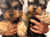 YORKSHIRE TERRIER