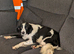 The perfect Sofa cuddle buddy
