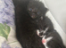 Kittens needing forever homes️