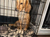 Cocker spaniel