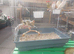 MIXED CANARIES FOR SALE