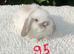 Pure bred mini lops