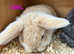 Mini lop babies