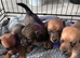 Stunning litter off chi weenie pups