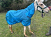Leopard Appaloosa x palomino 2 year old colt