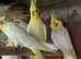 Canaries for sale