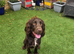Beautiful Sprocker Male. 12 months