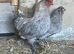 Lavender Araucana Trio