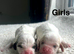 Beautiful cockapoo puppies
