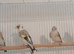Pied goldfinches