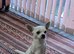 Lovely boy for sale
