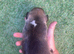 Jack Russell puppies