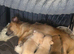 Chihuahua puppies