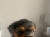 4, Yorkshire terrier male puppies