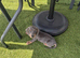 Miniature dachshund puppies