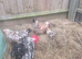 Hens
