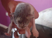 New born kittens