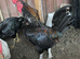 Chickens and one cockroll