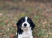 4 playful sprollie puppies seeking new homes