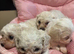 Cavachon puppies