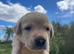 KC Registered Lab Pups