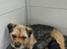 LAST BORDER TERRIER GIRL
