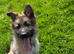 2 German shepherd bitch pups