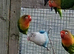 Lovebirds large selection birds