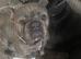 French bulldog for sale