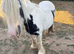 Anna cob mare in foal
